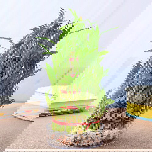 Famous Lucky Bamboo Styles & Varieties 4