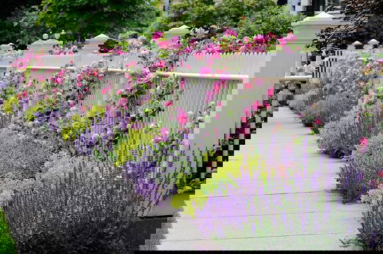 Landscaping with Lavender 3