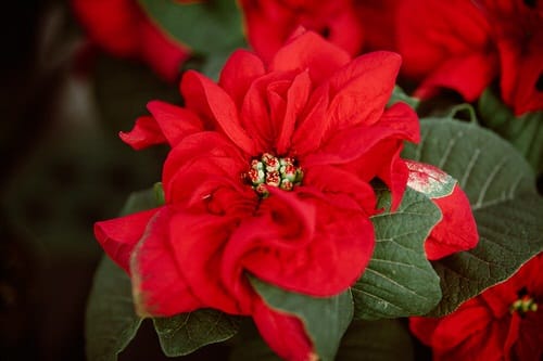 Types of Poinsettias 15