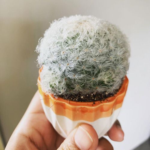 Different Types of Cactus Plants 4