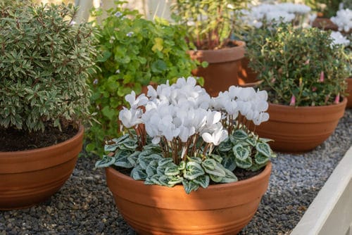 Container Gardening Arrangements 5