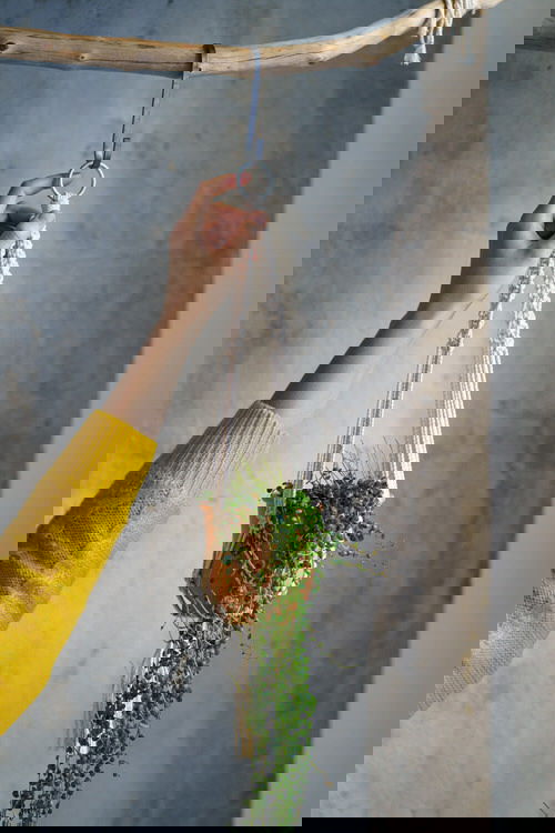 Plants to Grow in Macramé Plant Hangers