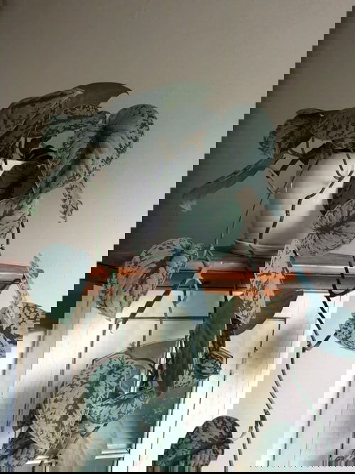 Silver Satin Pothos Pictures 7