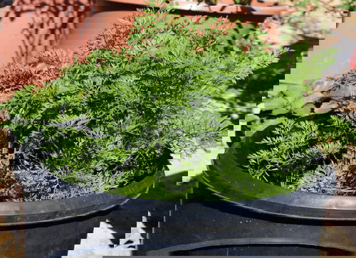 Green Leafy Vegetables 14