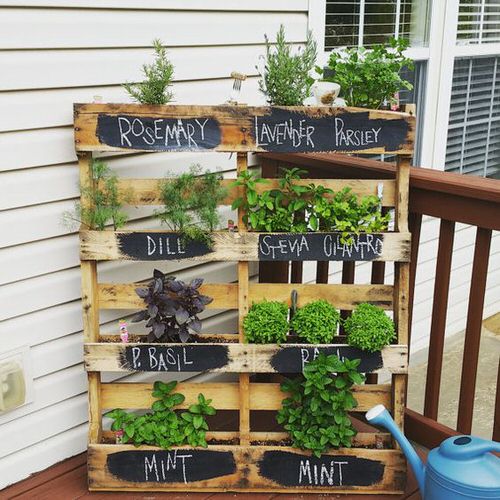 Colorful Outdoor Plants for Patio & Porch 23