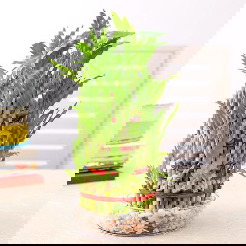 Different Types of Lucky Bamboo Styles 4