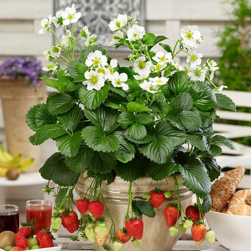 Indoor Fruit Tree Pictures for Inspiration 8