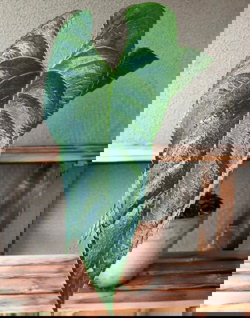 Fanciest Anthuriums 11