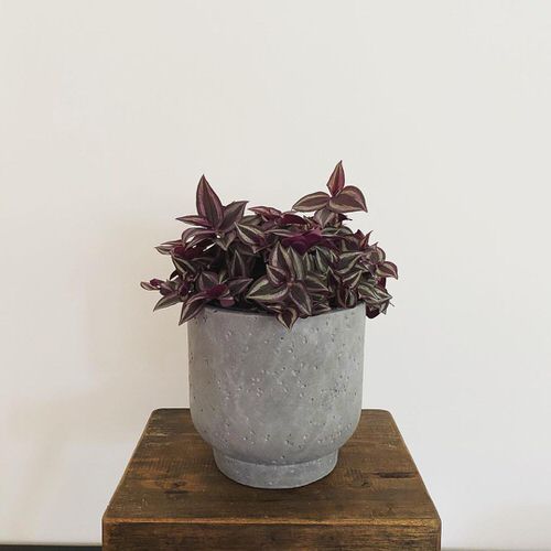 Best Foliage Plants for Containers 10