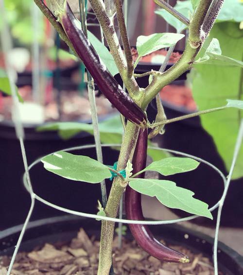 Types of Eggplants 8