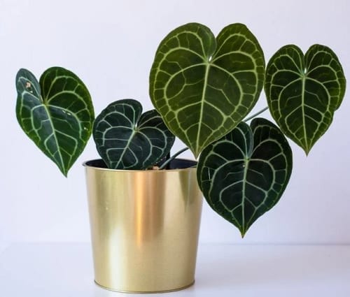 Fanciest Anthuriums 4