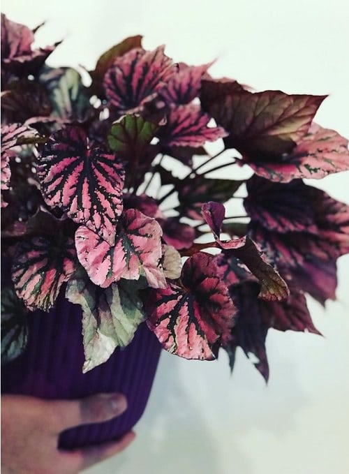 Houseplants for Girls Room 13