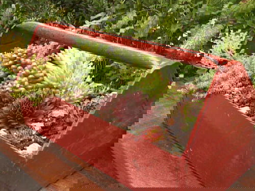 These Pictures Prove You Can Plant Succulent Anywhere 7