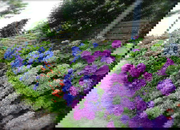 hydrangea in landscape (2)_mini