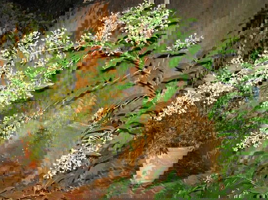 Bushes with White Flowers 21