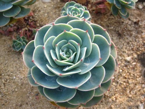 Best Echeveria Types 3
