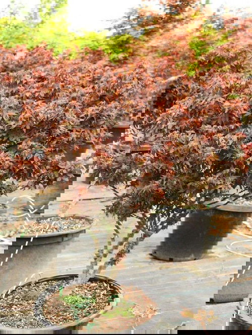 How to Grow a Japanese Maple Tree in a Pot 2