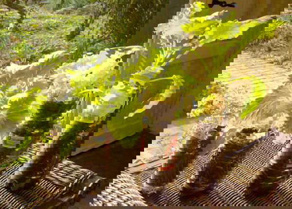 Image Credit: ContainerGardening.wordpress.com by Prof. Dr. Willem Van Cotthem