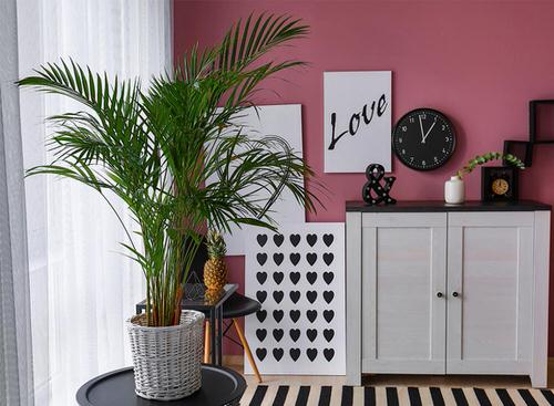 Décor Ideas with Indoor Palms 4