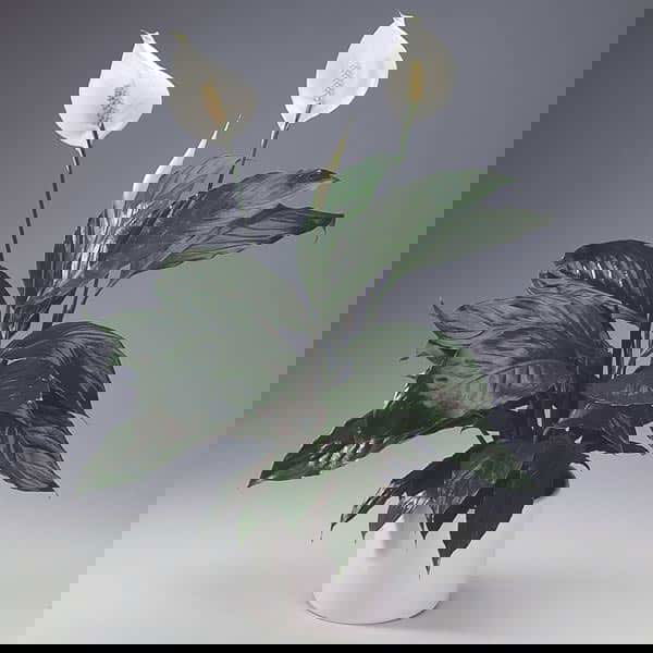 Spathiphyllum (2)