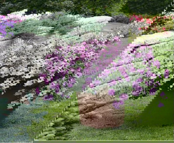 Plants that Repel Spiders 9