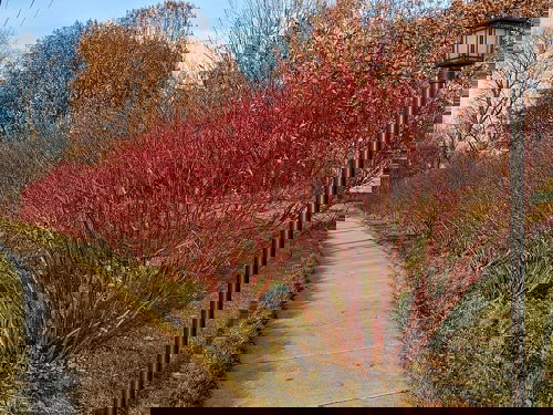 Fast Growing Privacy Shrubs 6