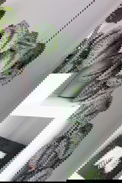 Silver Satin Pothos Pictures 2