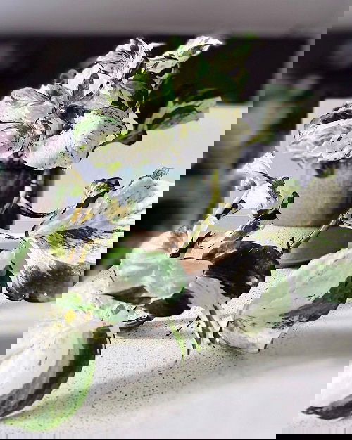 Indoor Plants with White Striped Leaves 6