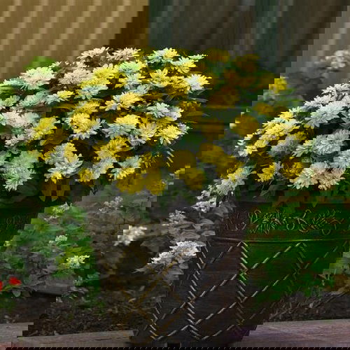 Best Types of Zinnia Varieties 4