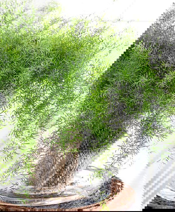 Asparagus Fern