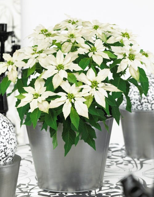 Types of Poinsettias 5