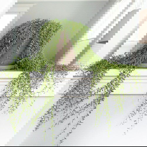 Best Cascading Succulents 4