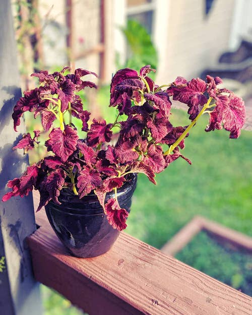 Indoor Coleus Pictures 3