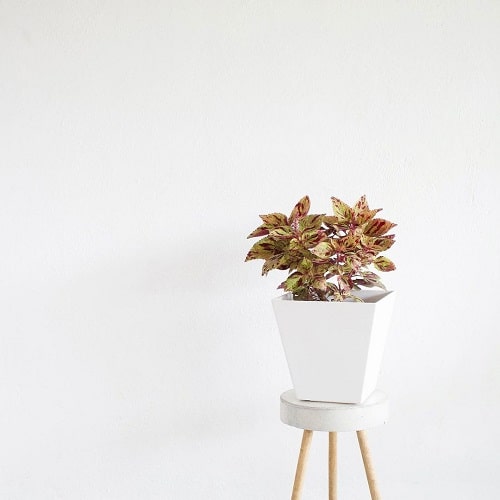 Indoor Coleus Pictures 29