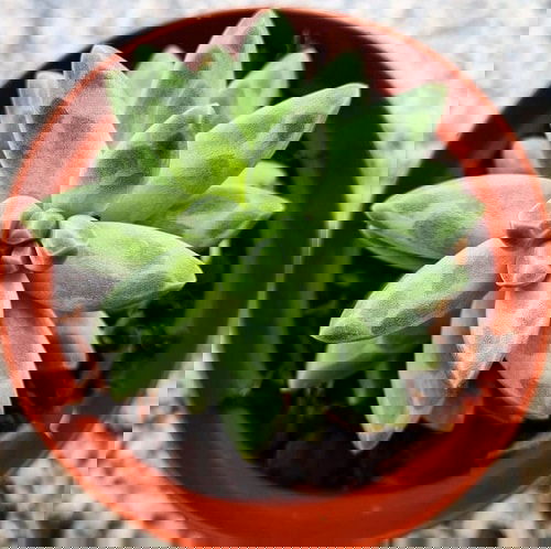 Succulents that Don't Need Water Before a Month 6