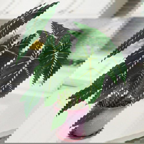 Indoor Plants with White Striped Leaves 4