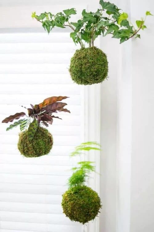 Unique DIY Kokedama Ball Ideas 7