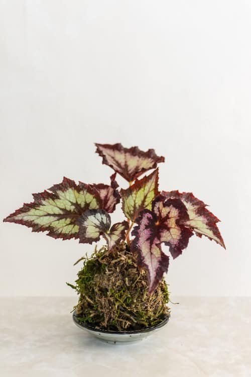 Unique DIY Kokedama Ball Ideas 5