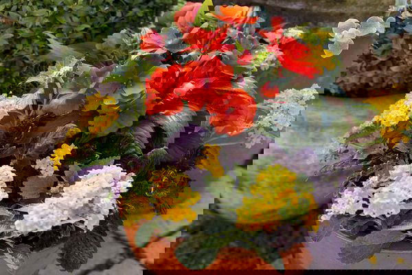 Container Gardening Arrangements 8