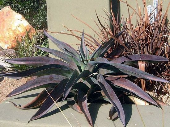 Colorful Succulents 15