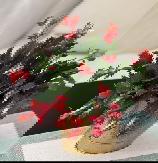 Most Attractive Houseplants for Decorative Purpose 4