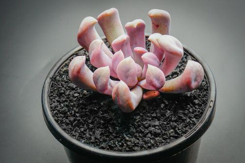 Succulents with Unique Shapes and Patterns 8