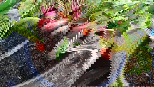 Things to Grow for Tastiest Burger Ever 8