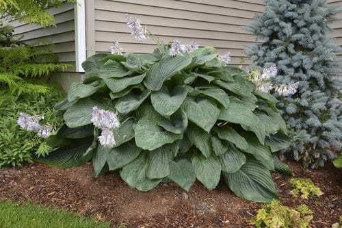 Types of Hostas 14