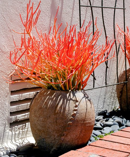 Most Popular Types of Euphorbia Varieties 2