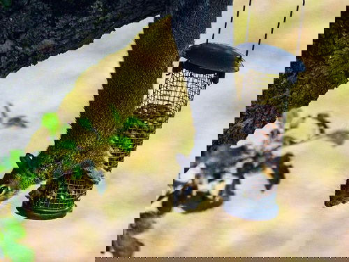 Pinterest Garden Hacks 4