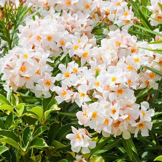 Bushes with White Flowers 10