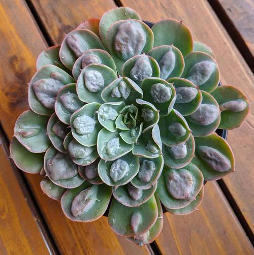 Succulents that Change Color 8