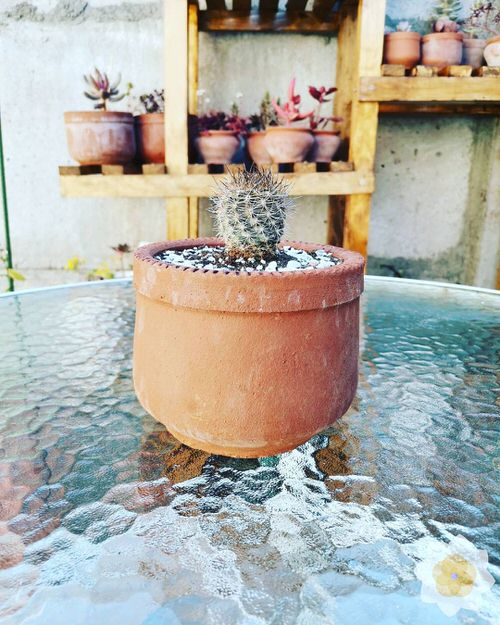 Succulents that Don't Need Water Before a Month 8