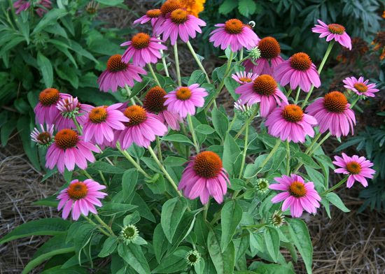 Best Flowers to Plant in Florida 7